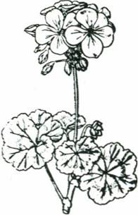 Rundbladet pelargonie - almindelig pelargonie - »geranium«