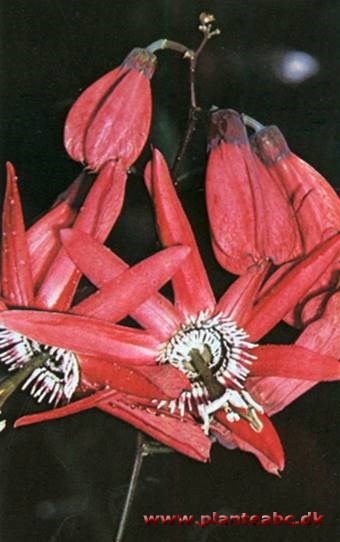 Rød passionsblomst - Passiflora racemosa
