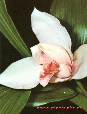 Skinners lycaste - Lycaste skinneri