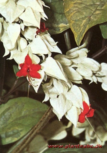 Skæbnetræ - Clerodendron thomsonae