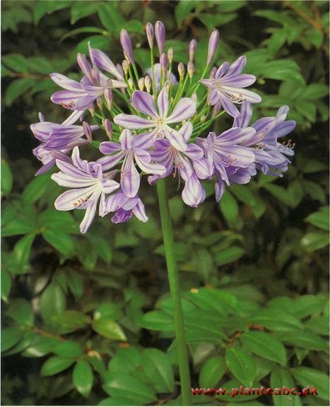 Skærmlilje - Agapanthus africanus