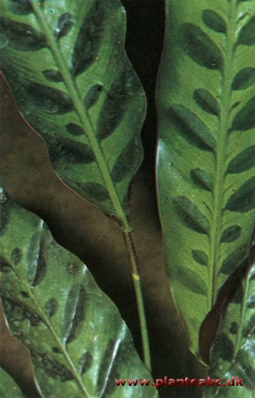 Smalbladet maranta - smalbladet calathea - Calathea insignis