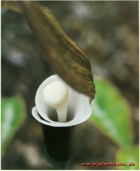 Snabelkalla - Arisaema