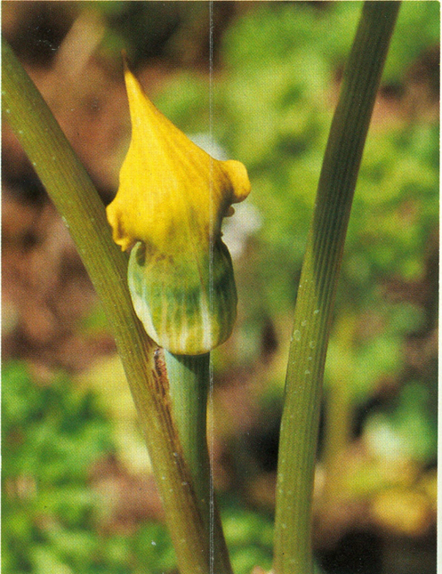 Snabelkalla - Arisaema