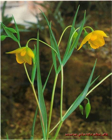 Sommerfugletulipan - Calochortus