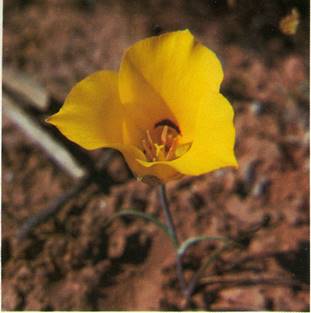 Sommerfugletulipan - Calochortus