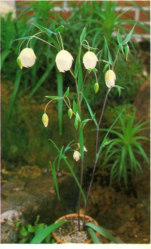 Sommerfugletulipan - Calochortus