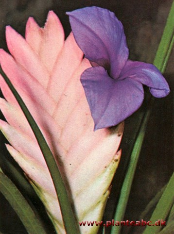 Spanielskæg - blå tillandsia - Tillandsia lindeniana