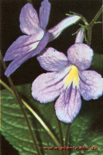 Spiralfrugt - Streptocarpus rexii