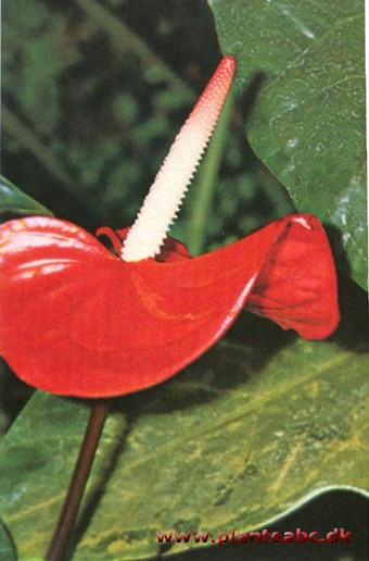 Stor flamingoblomst - Anthurium andreanum