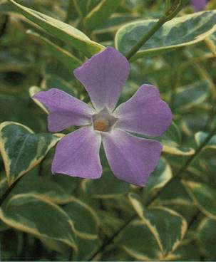 Stor Singrøn - Vinca major