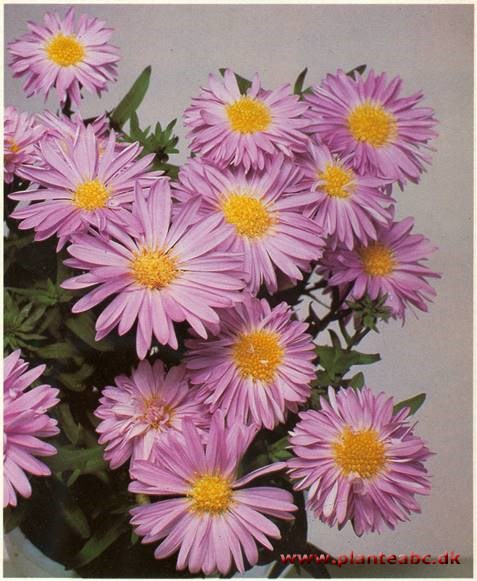 Strandasters - Aster novi-belgii