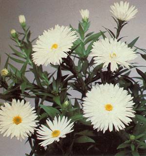 Strandasters - Aster novi-belgii