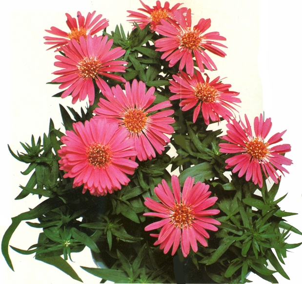 Strandasters - Aster novi-belgii