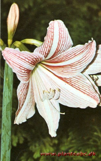 Stribet ridderstjerne - Hippeastrum reticulatum