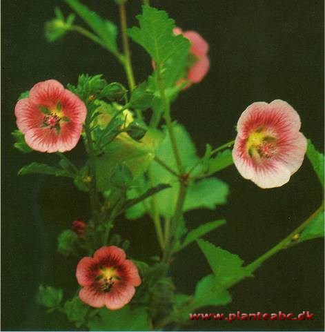 Stue-Katost - Anisodontea capensis (tidl. malvastrum capense)