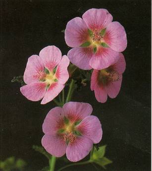 Stue-Katost - Anisodontea capensis (tidl. malvastrum capense)