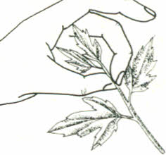 Stue-Katost - Anisodontea capensis (tidl. malvastrum capense)