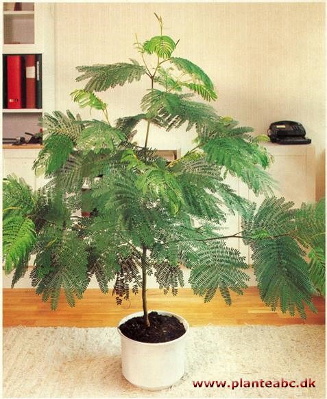 Stueakacie - Albizia lophanta