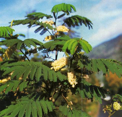 Stueakacie - Albizia lophanta