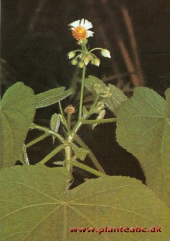 Stuelind - Sparmannia Africana