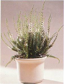 Stuelyng - Erica gracilis