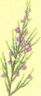 Stuelyng - Erica gracilis