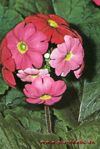 Stueprimula - stuekodriver - Primula obconica