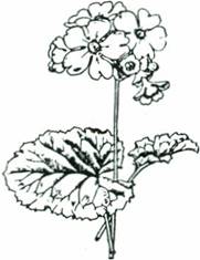 Stueprimula - stuekodriver - Primula obconica