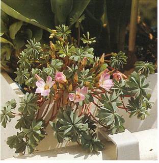 Surkløver - Oxalis adenophylla