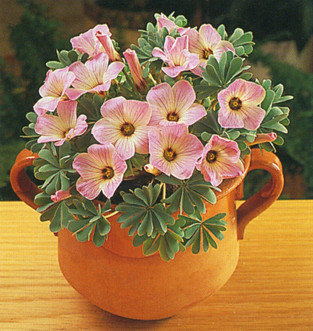 Surkløver - Oxalis adenophylla