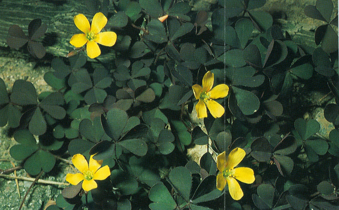 Surkløver - Oxalis adenophylla