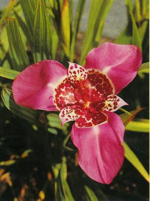 Tigerblomst - Tigridia pavonia