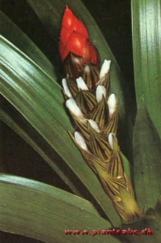 Guzmania - Guzmania monostachya (G. tricolor)