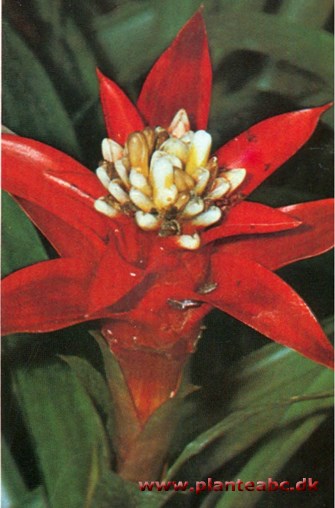 Trompet-guzmania - Guzmania lingulata