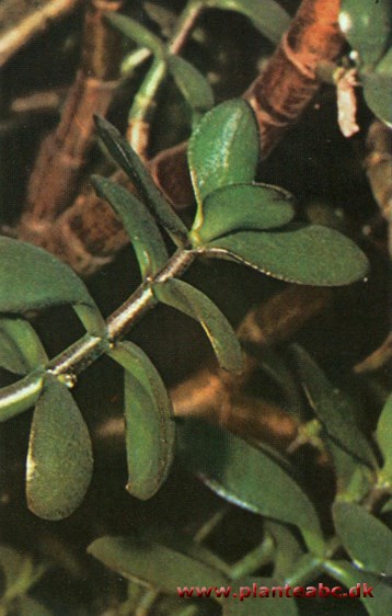 Tykblad - Crassula portulacea