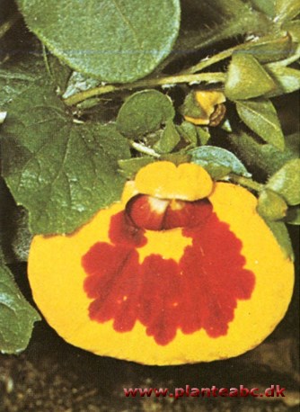 Tøffelblomst - Calceolaria x herbeohybrida