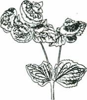 Tøffelblomst - Calceolaria x herbeohybrida
