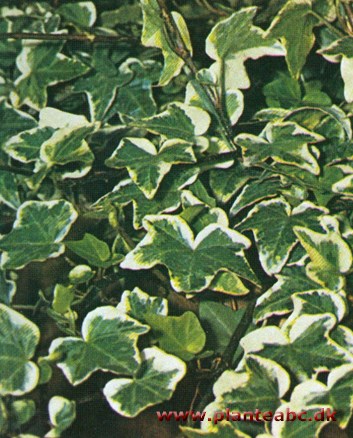 Vedbend - efeu - Hedera helix