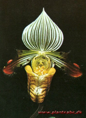 Venussko - »Cypripedium« - Paphiopedilum venustum