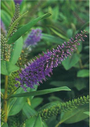 Veronica - Hebe andersonii (spicata)