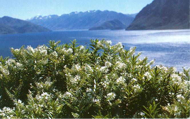 Veronica - Hebe andersonii (spicata)