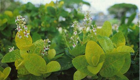 Vinglans - Pseuderanthemum atropurpureum