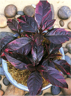 Vinglans - Pseuderanthemum atropurpureum