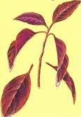 Vinglans - Pseuderanthemum atropurpureum