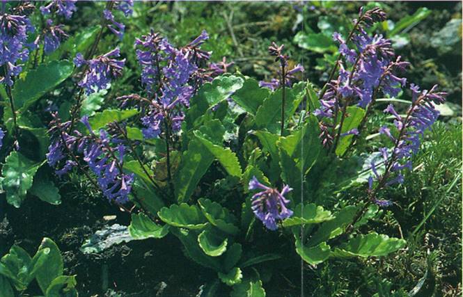 Wulfenia - Wulfenia