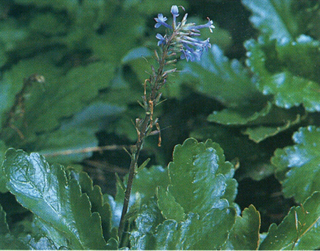 Wulfenia - Wulfenia