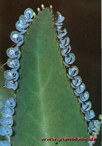 Yngleblad - Bryophyllum diagremontianum