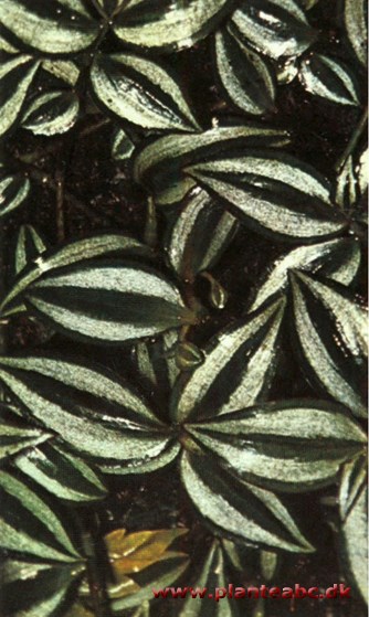 Zebrablad - vandrende jøde - Zebrina pendula