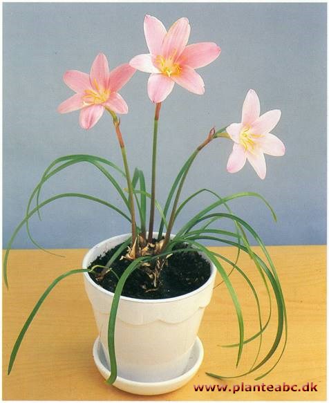 Zefyrblomst - Zephyranthes grandiflora